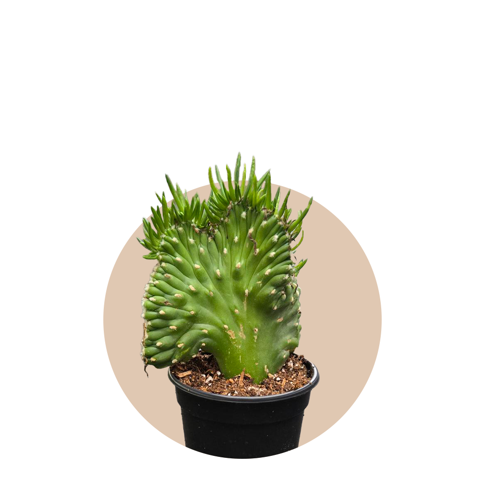 Opuntia Subulata 'Crested' Cactus 4"