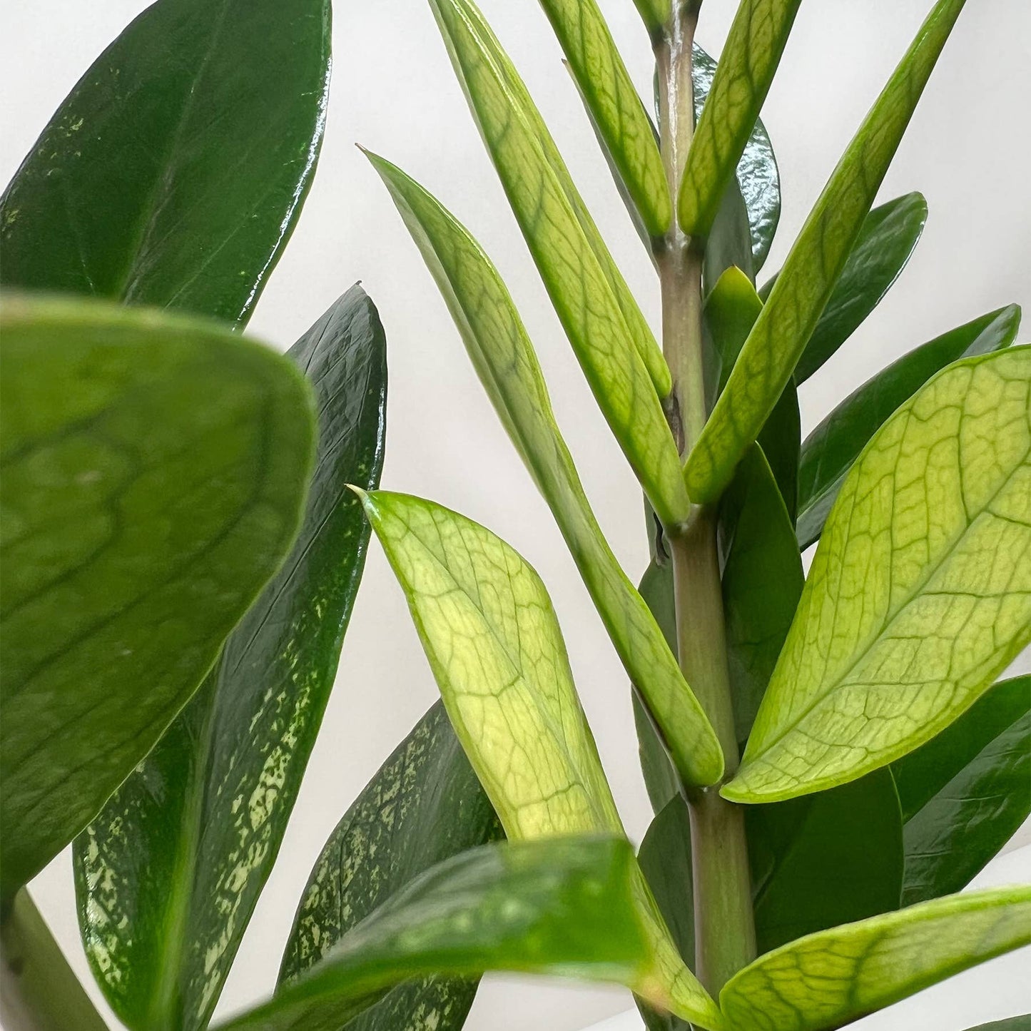 ZZ Zamioculcas  Zamiifolia  'Chameleon' 6"