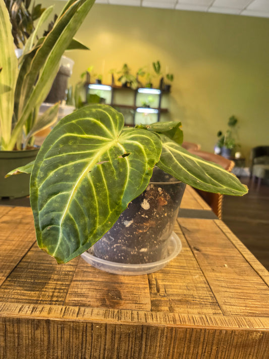 Anthurium 'Villenaorum' 6" - repotted
