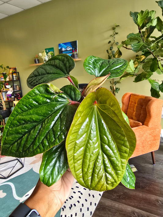 Anthurium 'Radicans x Luxurians' 6"