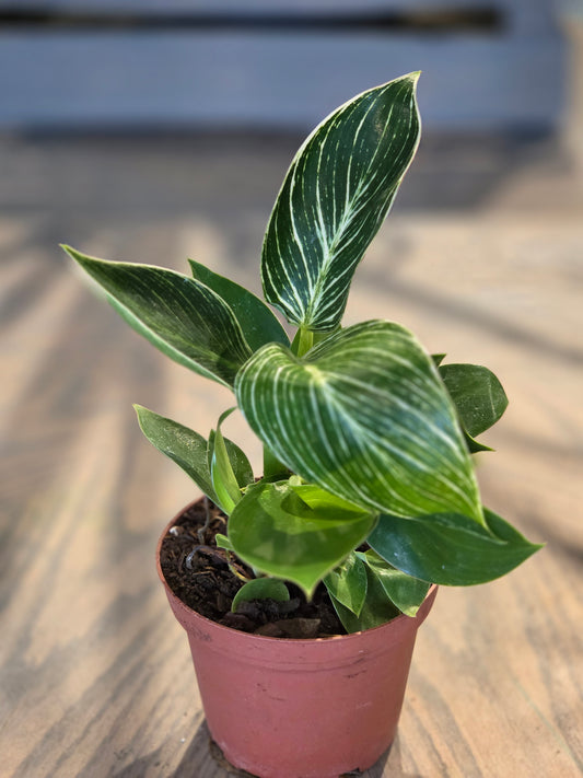 Philodendron Birkin 4"