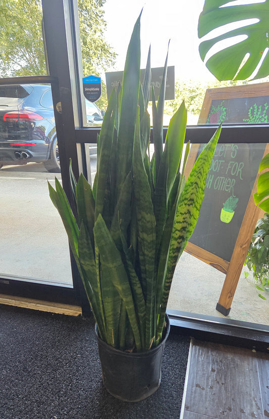 Sansevieria ‘Black Coral’ Snake Plant 9' -mature