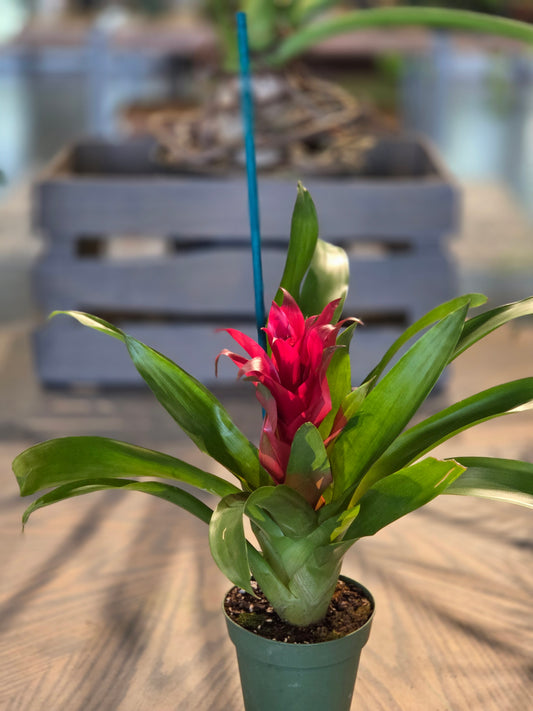 Red Bromeliad Plant 4"