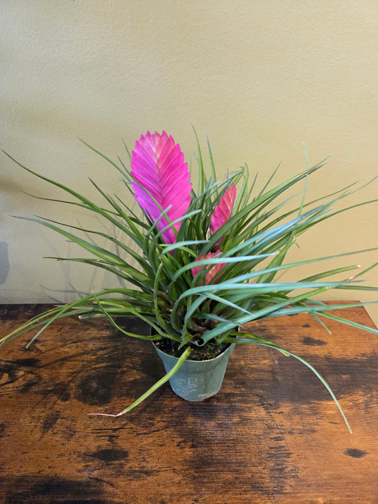 Antonio Bromeliad Pink 4"