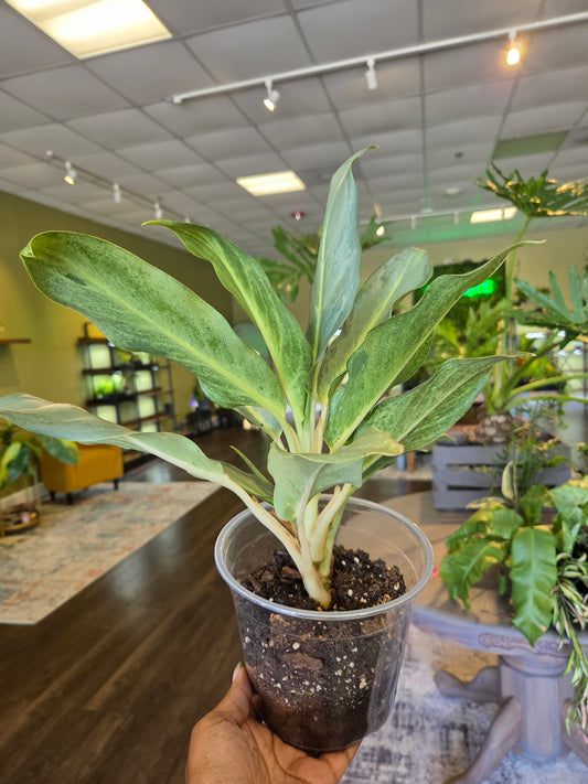 Aglaonema 'Chinese Evergreen' 5' - repotted