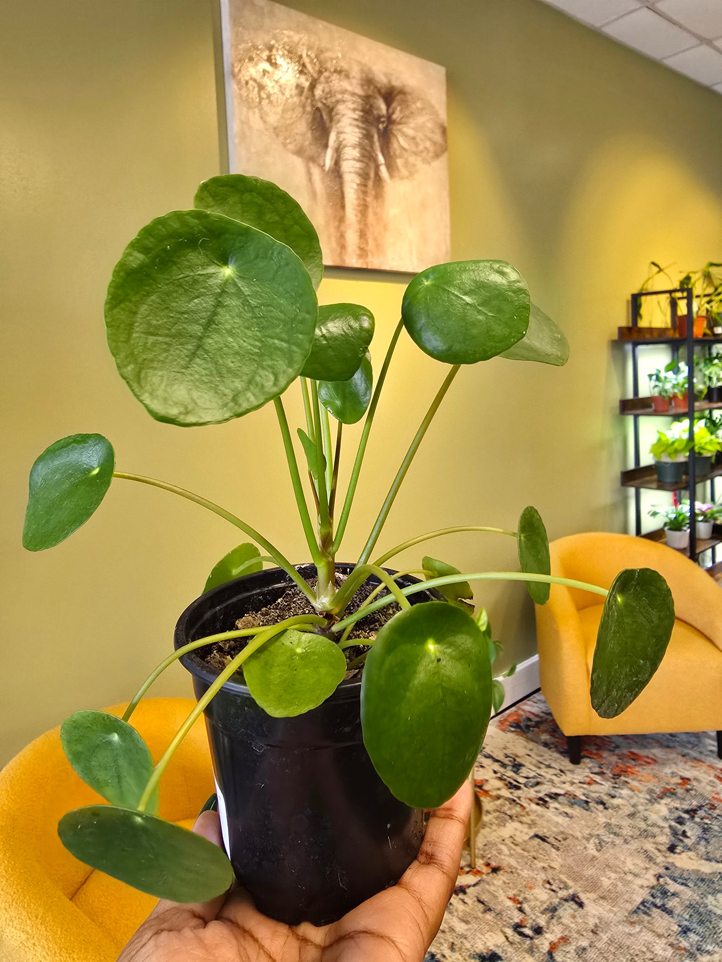 Pilea Peperomioides 4"