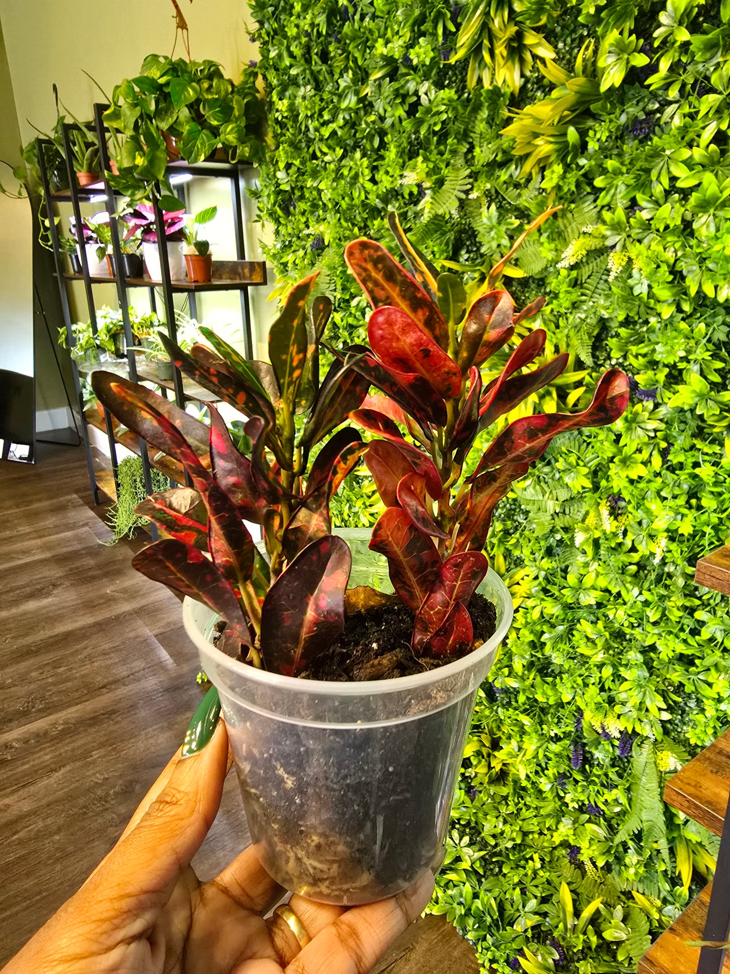 Croton 'Bush on Fire' 4"