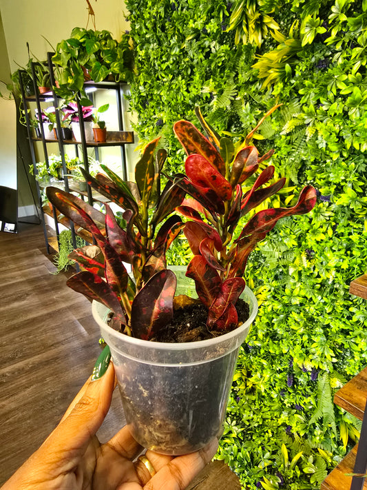 Croton 'Bush on Fire' 4"