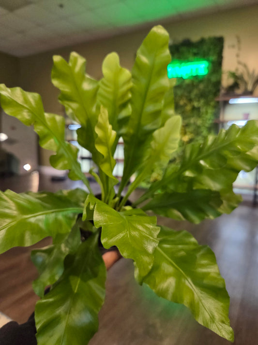 Fern Nidus 4"