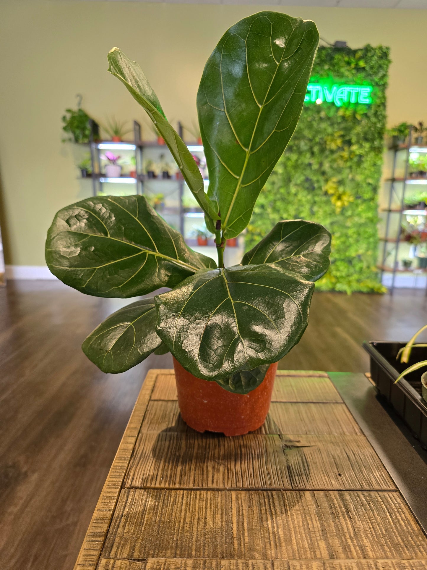 Fiddle Leaf Fig 6"