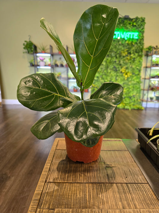 Fiddle Leaf Fig 6"