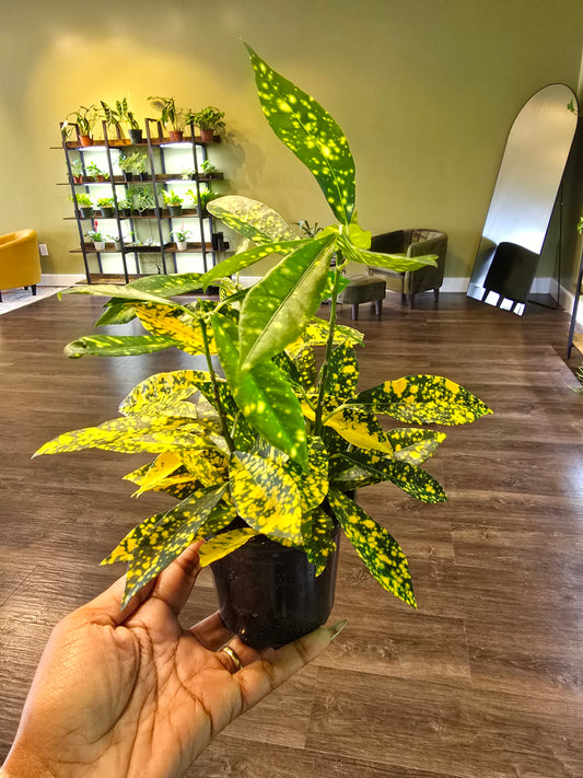 Croton 'Golden Dust' 4"