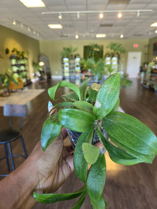 Hoya Merrilli Small Leaf 4"