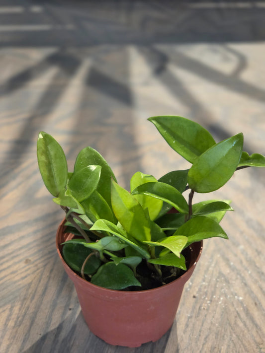 Hoya Carnosa ‘Green Jade' 4"