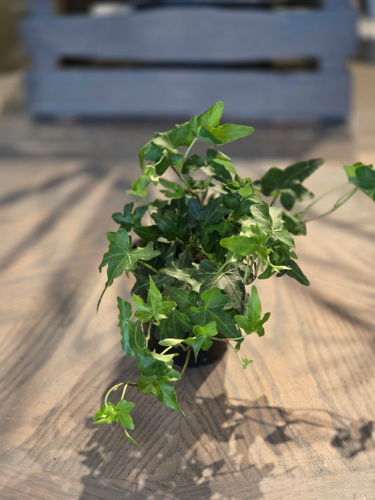 Green Ivy 4"