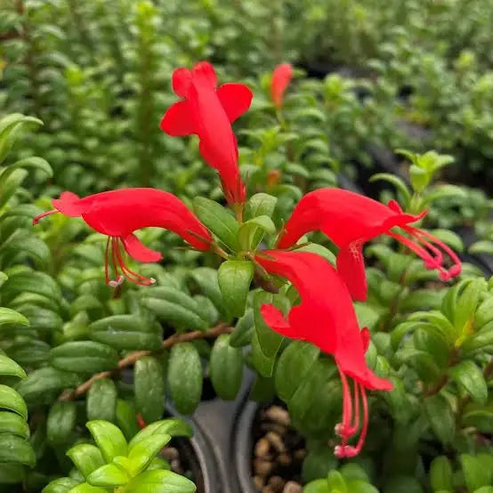 Lipstick Plant 'Twister' 4'
