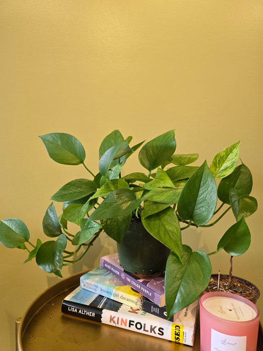 Marble Queen Pothos 6"