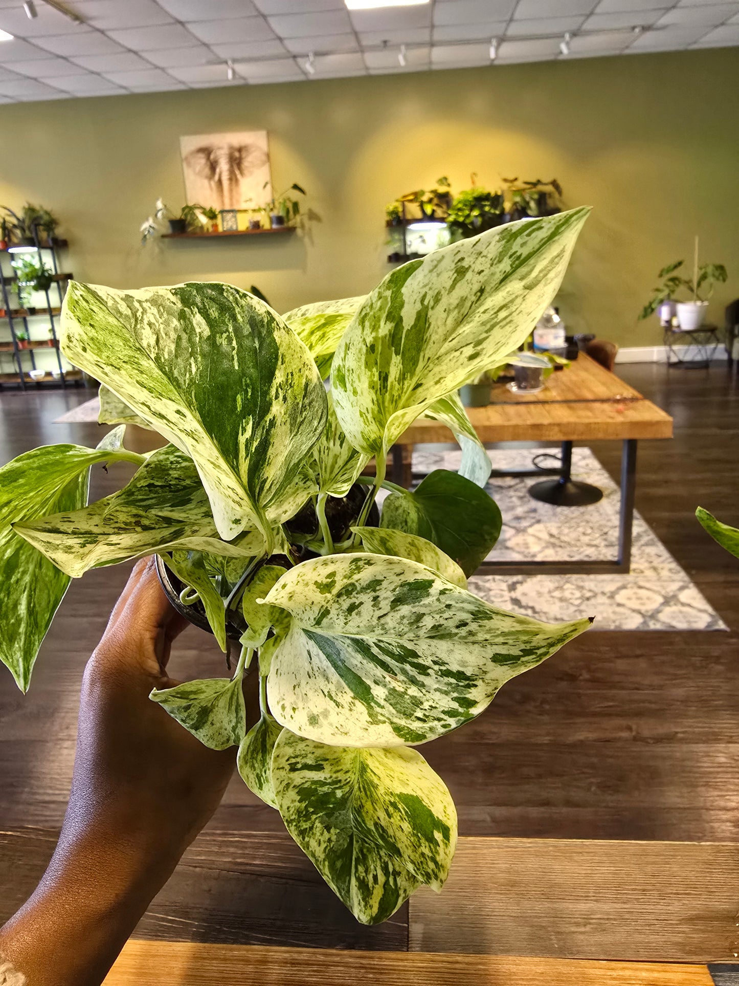 Marble Queen Pothos 4"