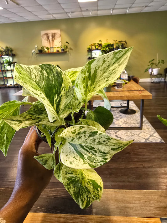 Marble Queen Pothos 4"