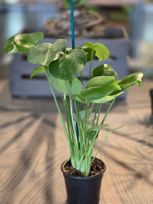 Monstera Deliciosa 4"