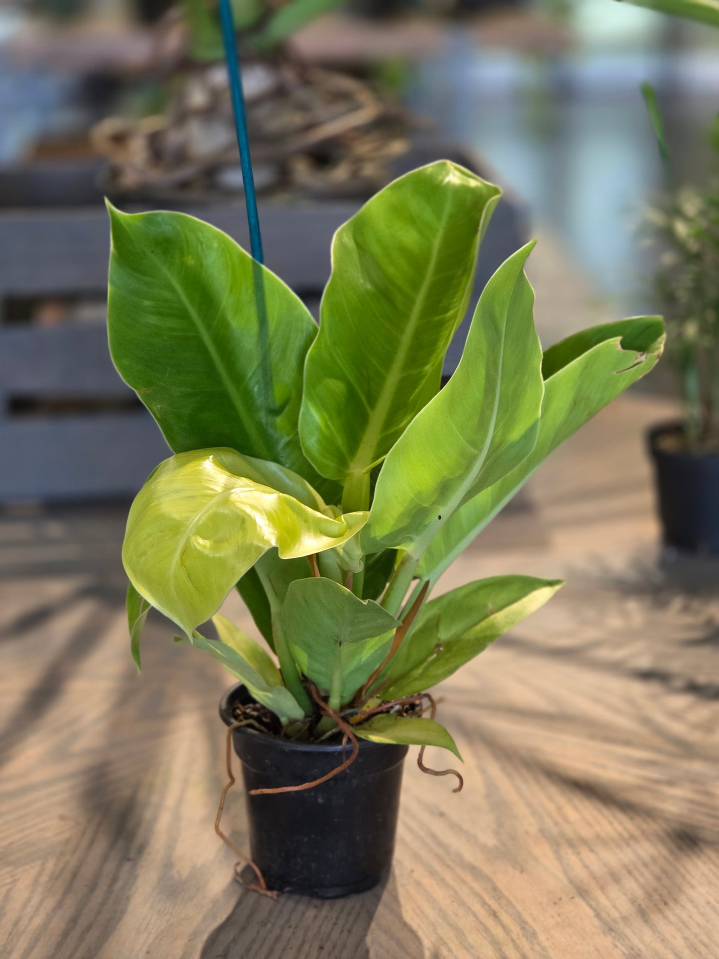 Philodendron 'Moonlight' 4"