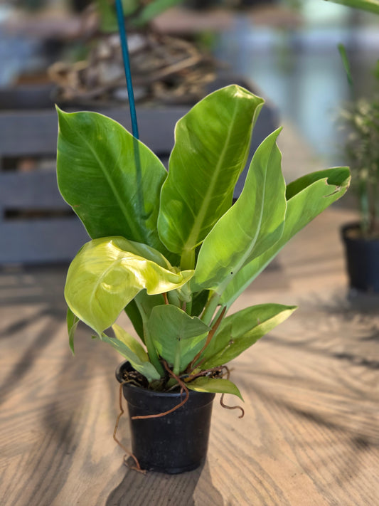 Philodendron 'Moonlight' 4"