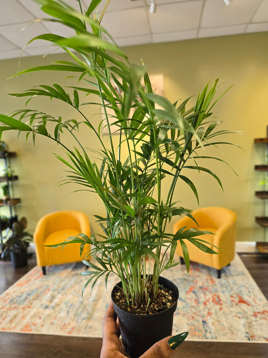 Parlor Palm 4"