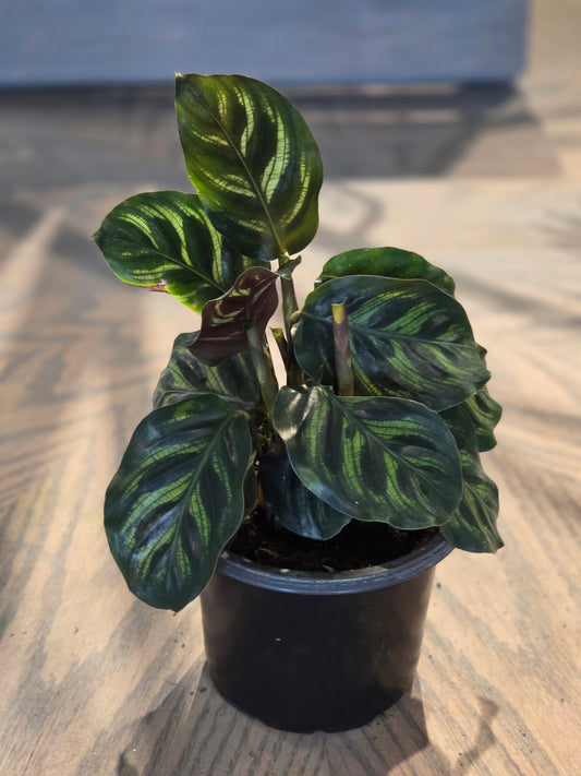 Calathea 'Peacock' 4"