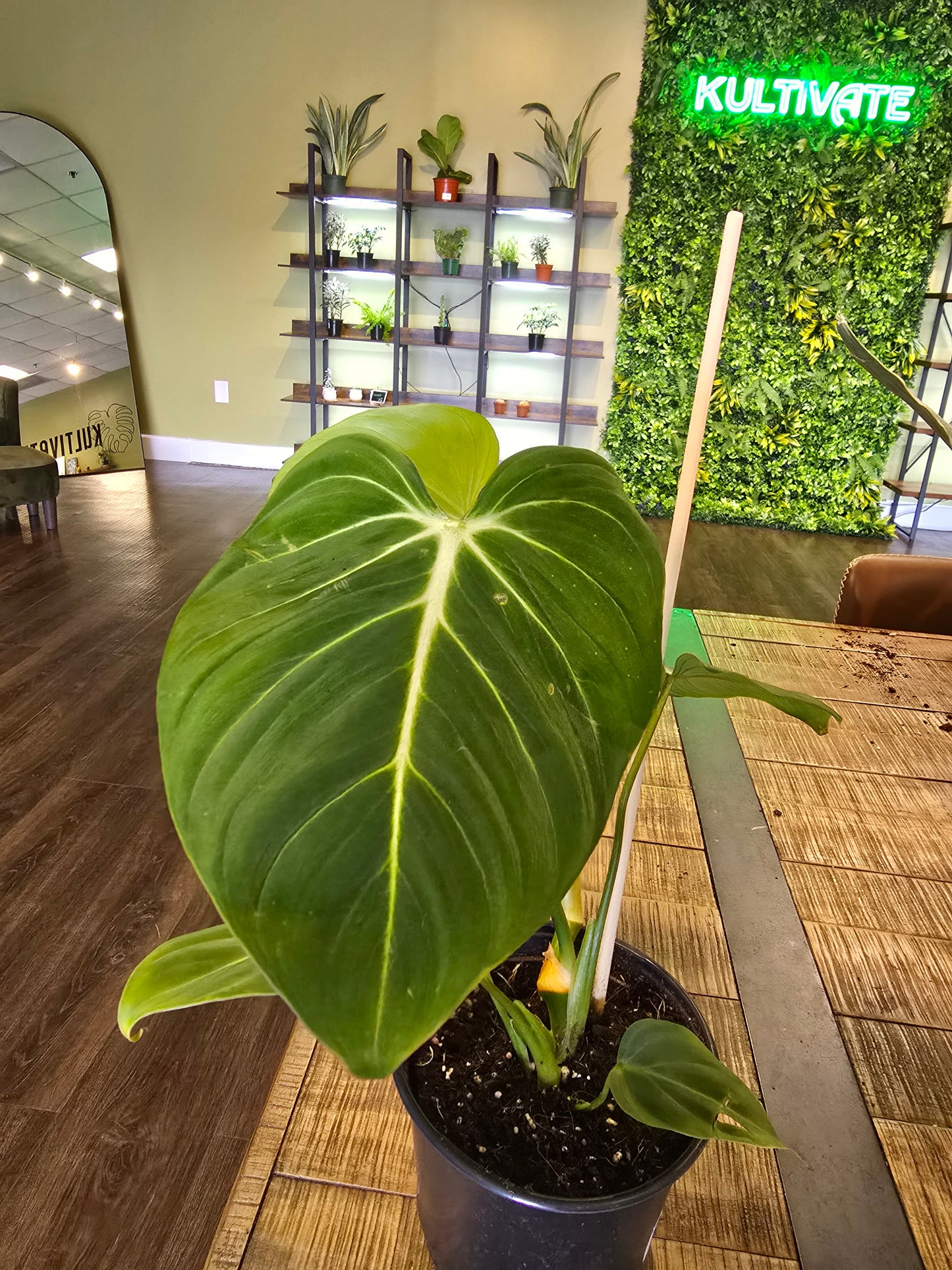 Philodendron 'Gloriosum' 6"
