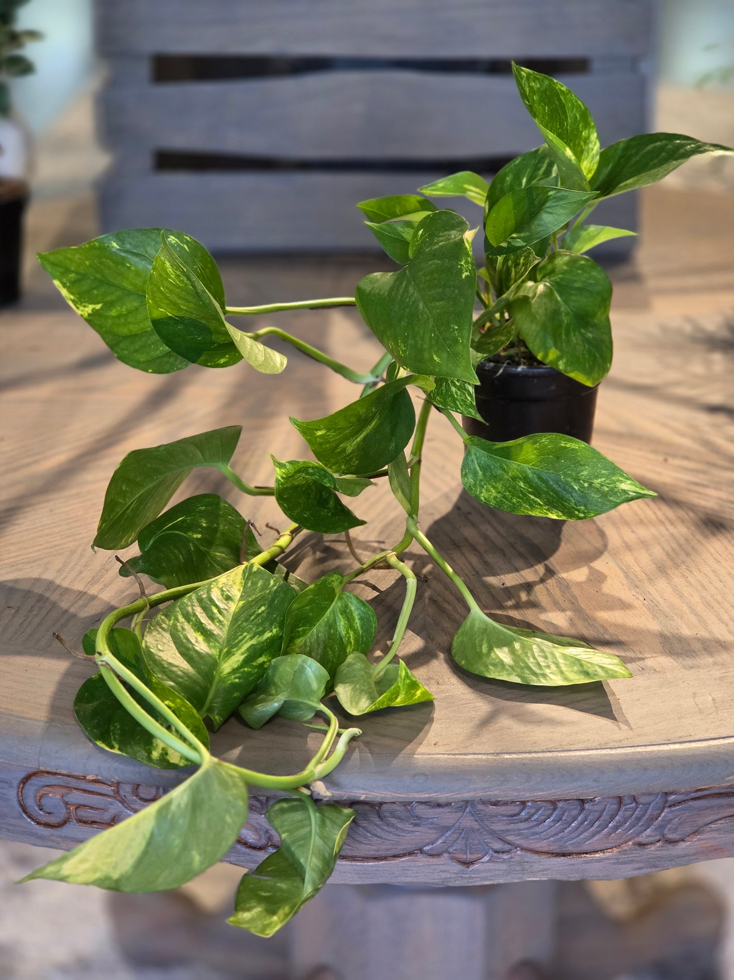 Golden Pothos 4"