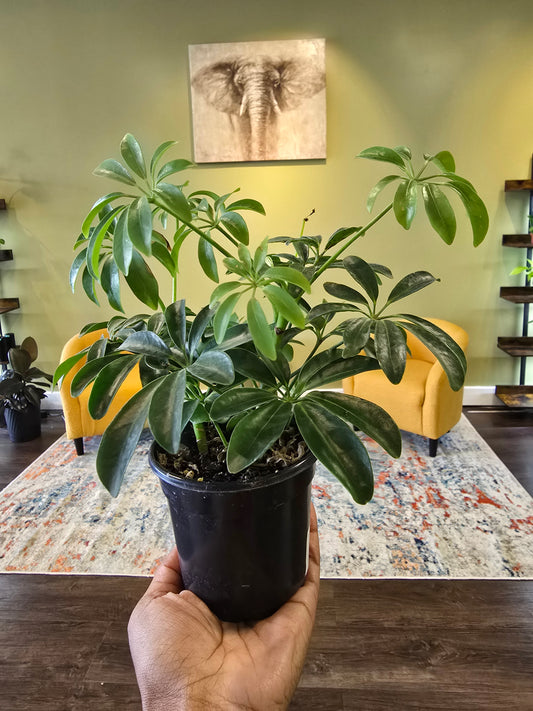 Schefflera Arboricola 4"