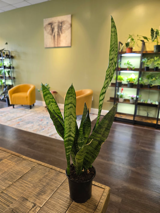 Sansevieria 'Zeylanica' (Snake Plant) 6"