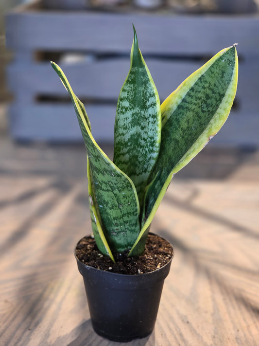 Sansevieria Trifasciata ‘Laurentii’ (Snake Plant) 4"