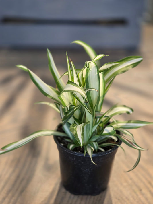 Spider Plant 4"