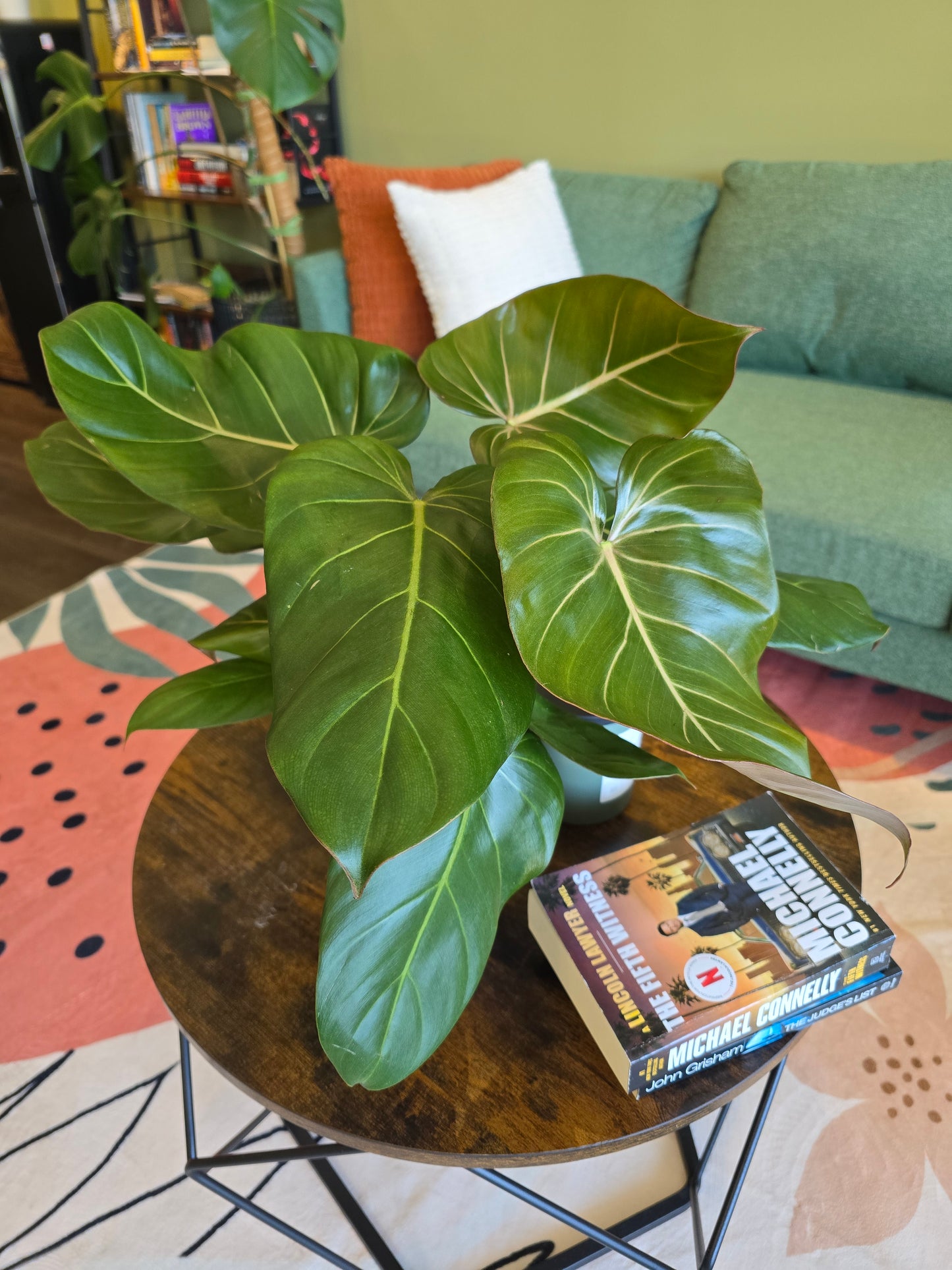 Philodendron 'Summer Glory' 6"