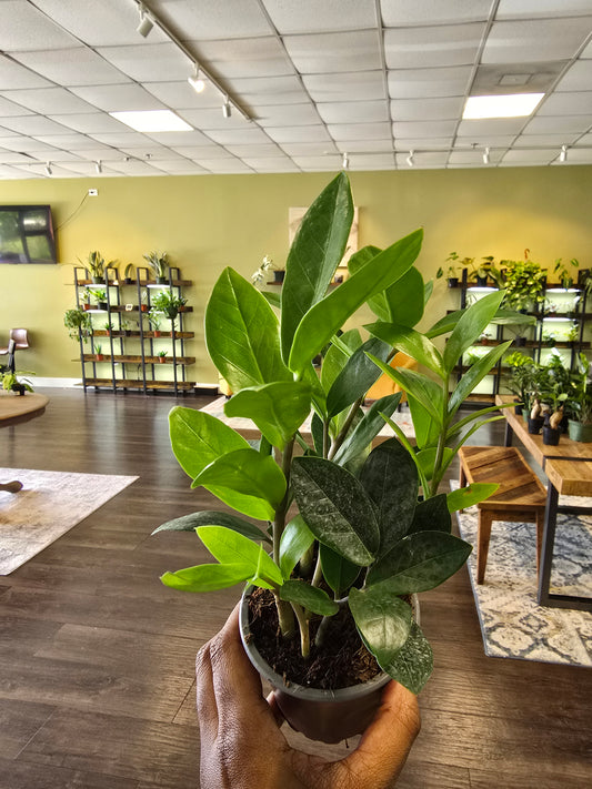 ZZ 'Zamioculcas Zamiifolia' 4"