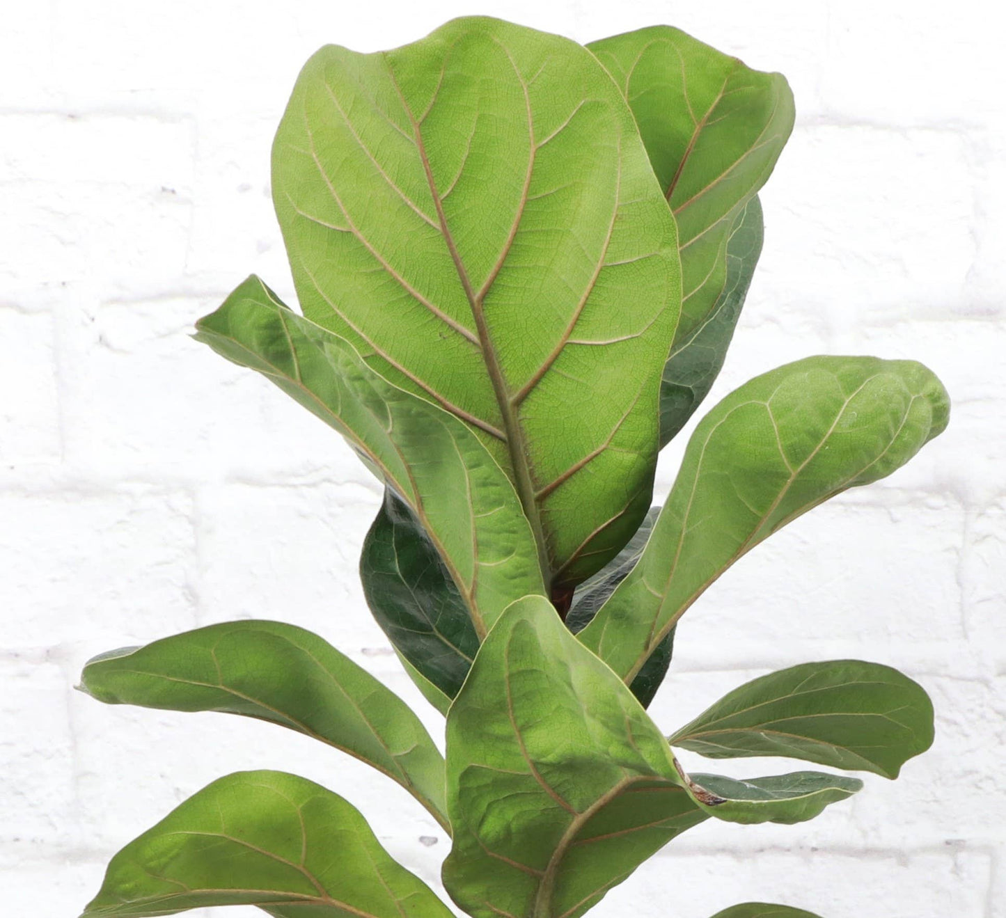 Fiddle Leaf Fig 6"