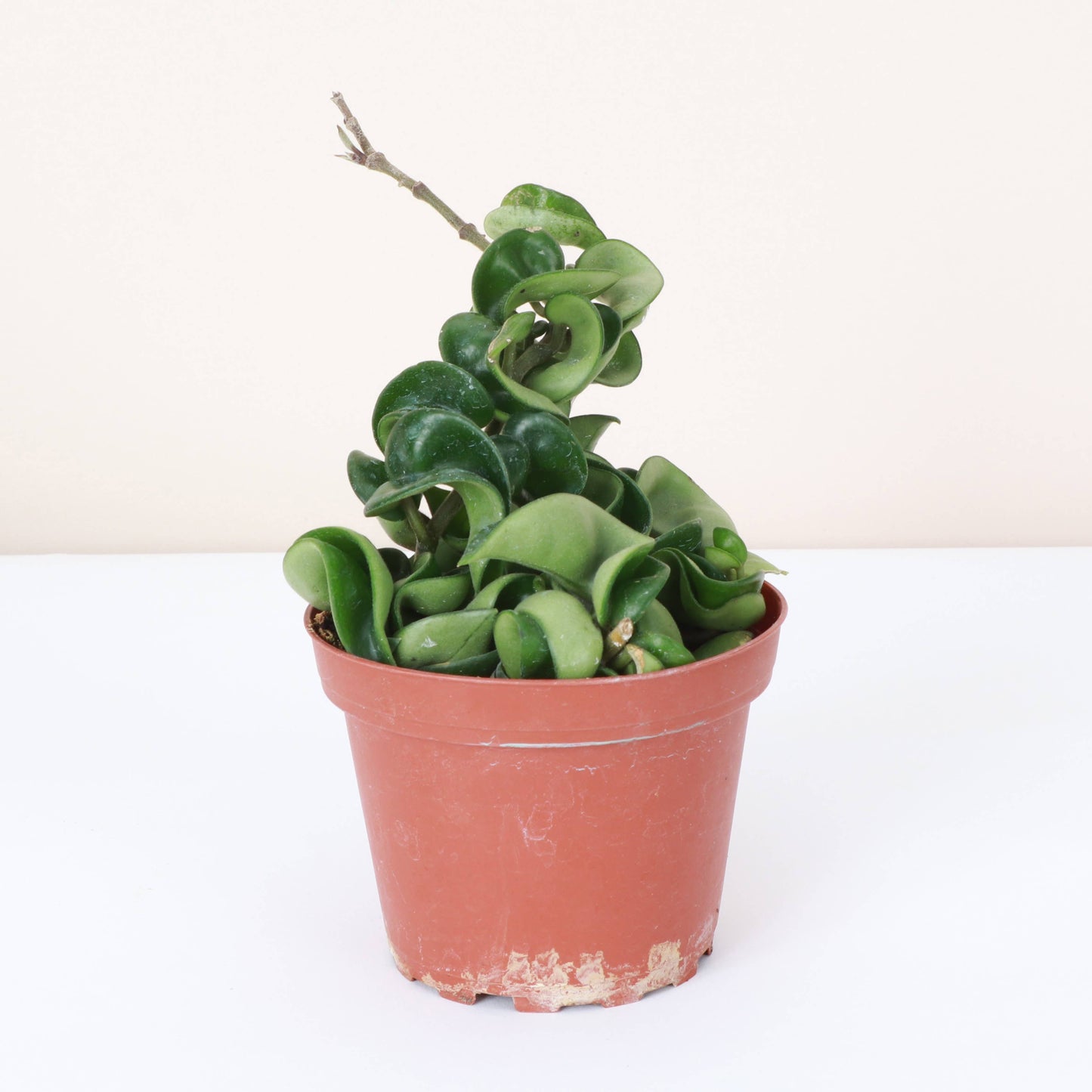 Hoya Compacta 2"