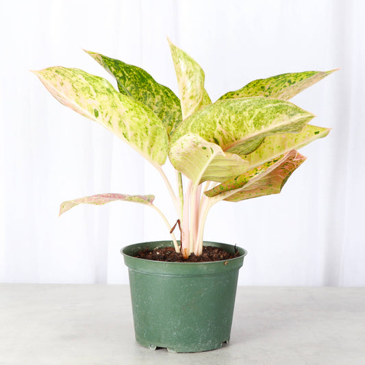 Dizzy Diamond Aglaonema 6"