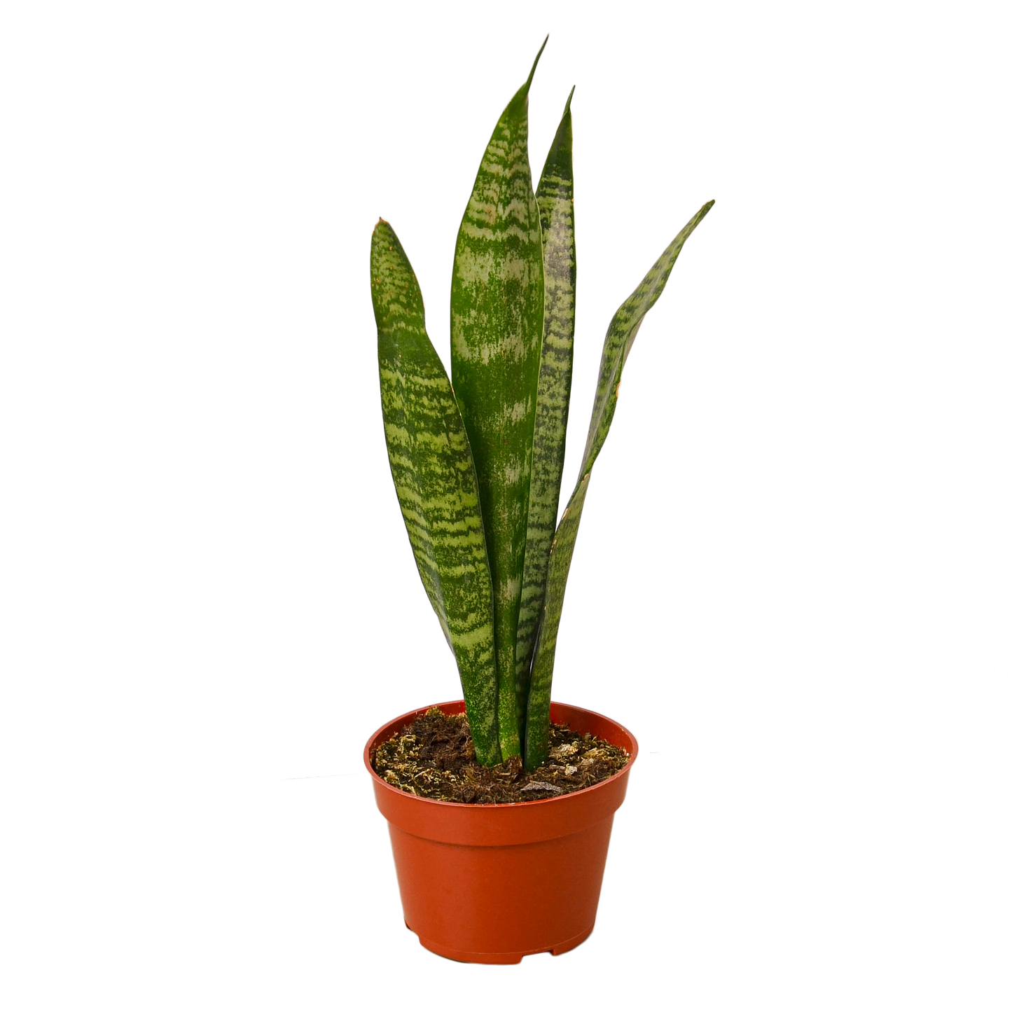 Sansevieria 'Zeylanica' (Snake Plant) 4"