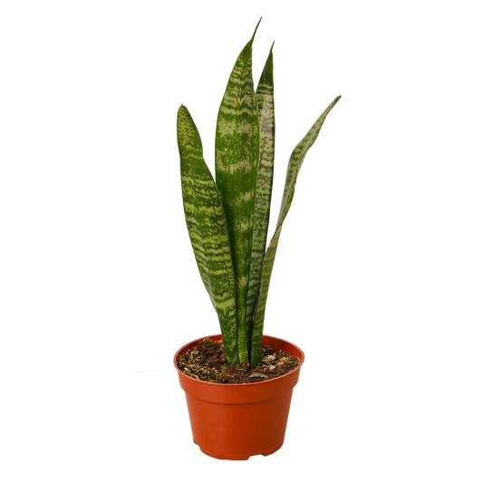 Sansevieria 'Zeylanica' (Snake Plant) 4"
