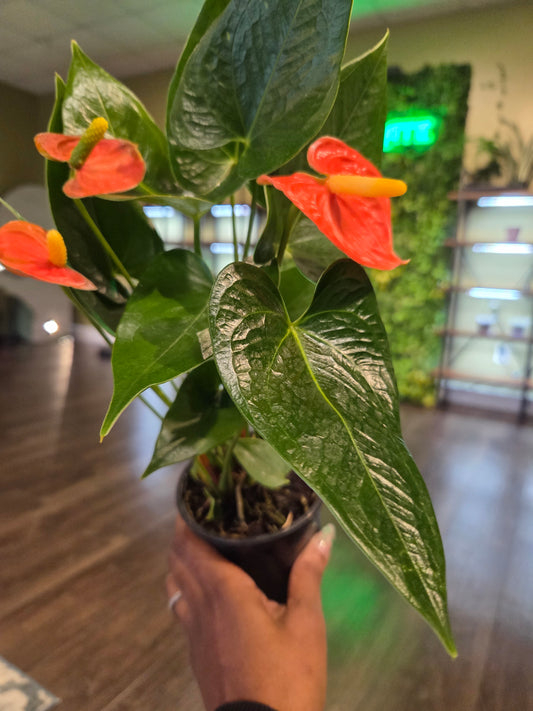 Anthurium Red 4"