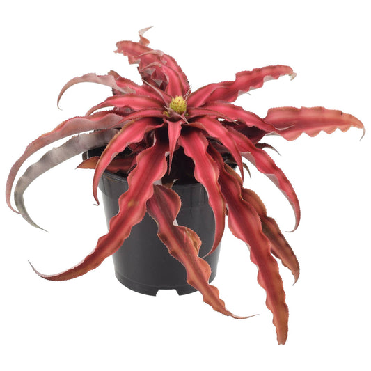 Cryptanthus 'Red Earth Star' 4"