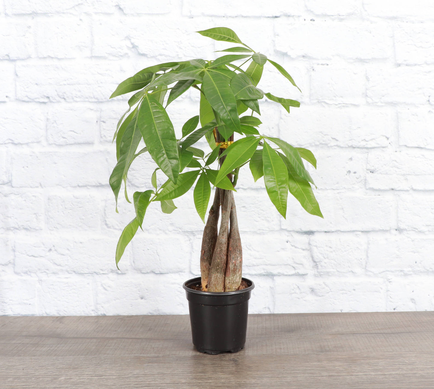 Money Tree 'Serpent'  4"