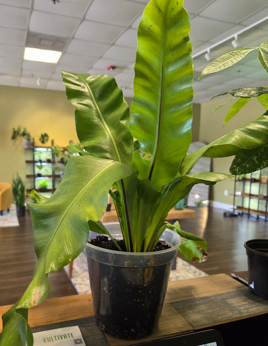 Bird's Nest Nidus Fern 6" - repotted