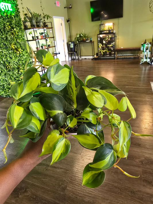 Philodendron 'Brasil' 4"