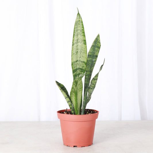 Snake 'Zeylancia'  Snake Plant 3"