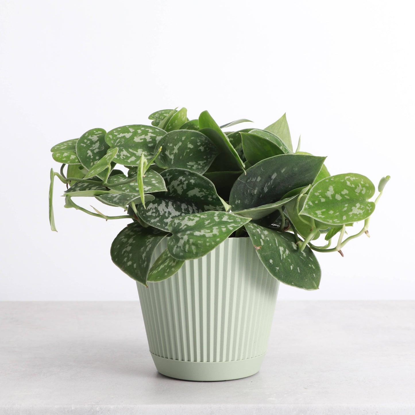 4" Decorative Ruffled Pot for Plants
