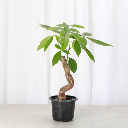 Money Tree 'Serpent'  4"