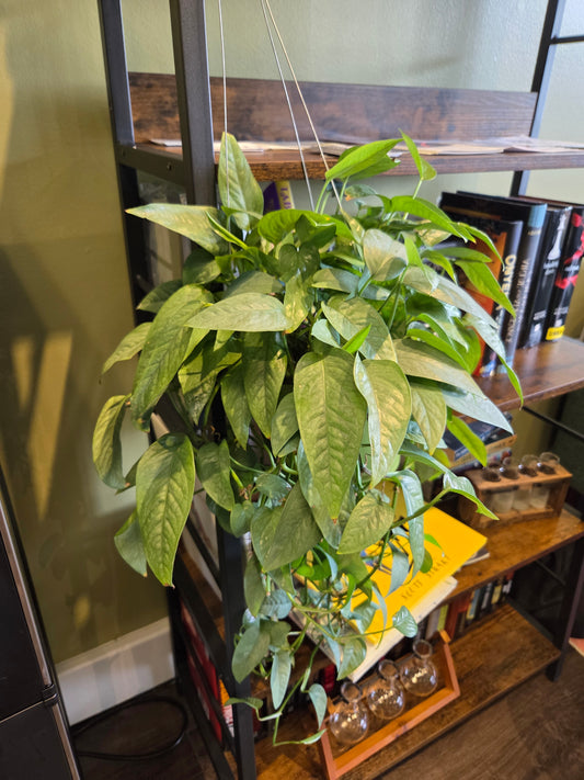 Cebu Blue Pothos / Hanging Pot 6"